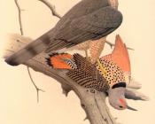 Northern Red shafted Flicker - 威廉·齐默曼